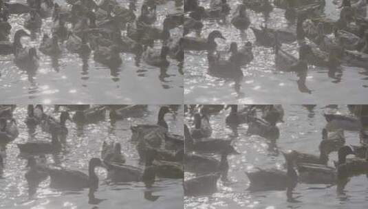 鸭子野鸭养殖鸭子特写LOG高清在线视频素材下载
