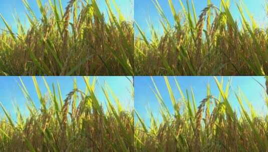 乡村稻田自然风光水稻稻谷4k视频高清在线视频素材下载