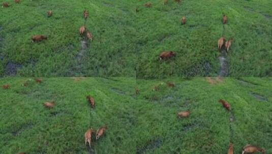 天然黄牛养殖场航拍高清在线视频素材下载