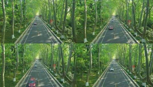 南京紫金山陵园路梧桐大道高清在线视频素材下载
