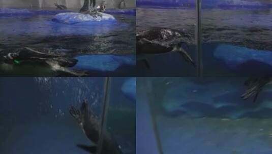 水中游动的企鹅游泳高清在线视频素材下载