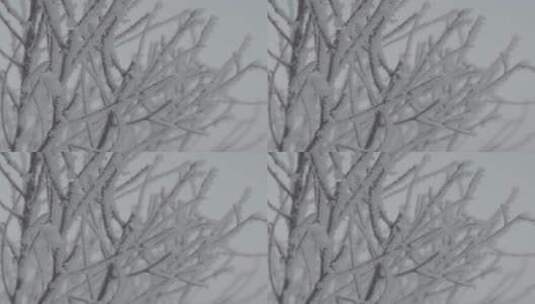 雾凇日出冬季风景LOG高清在线视频素材下载