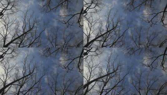 实拍冬天蓝天枯萎树枝高清在线视频素材下载