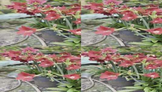 大自然不常见的花朵生态野花高清在线视频素材下载