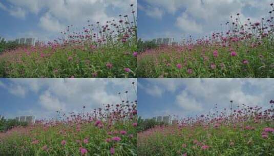 花卉公园马鞭草丛林秘境高清在线视频素材下载