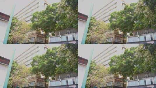 4K北上广马路树木绿化1高清在线视频素材下载