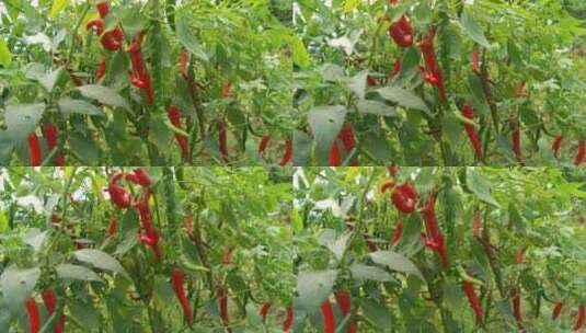 红辣椒食材调味品4K实拍视频 (30)高清在线视频素材下载