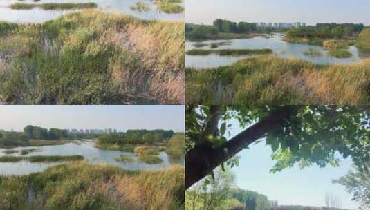 城市湿地公园视频素材高清在线视频素材下载
