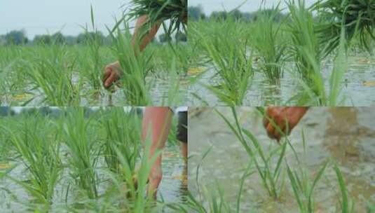 人工种植水稻视频高清在线视频素材下载