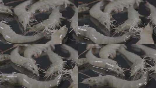 鲜活海虾影棚实拍LOG高清在线视频素材下载