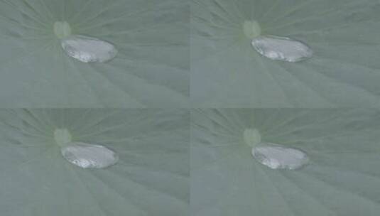 荷叶水滴慢镜头LOG高清在线视频素材下载