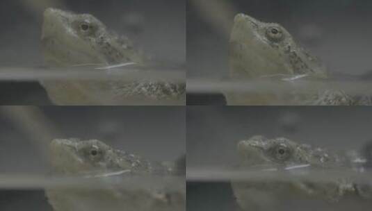乌龟微距LOG高清在线视频素材下载