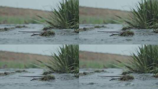 河流小溪的水流高清在线视频素材下载