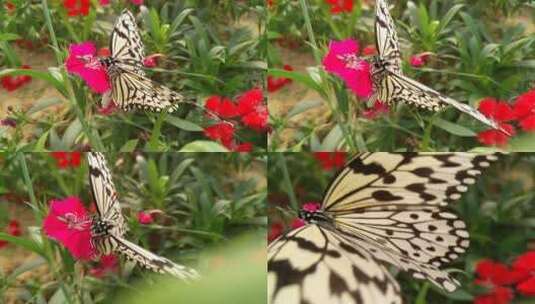美丽蝴蝶蝴蝶标本展高清在线视频素材下载