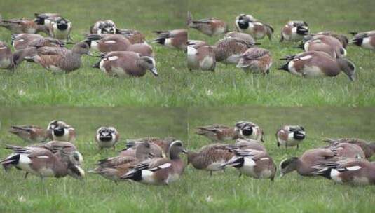 春天草地上的野鸭高清在线视频素材下载