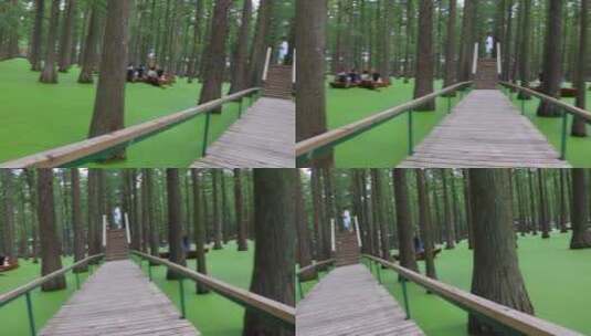横跨木桥镜头《水上森林》网红打卡地高清在线视频素材下载