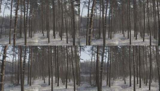 无人机飞越白雪覆盖的针叶林高清在线视频素材下载