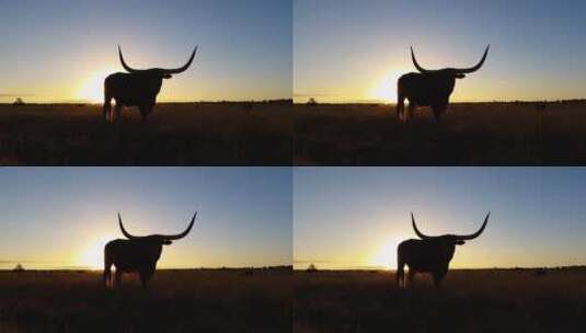 草原上的牛高清在线视频素材下载