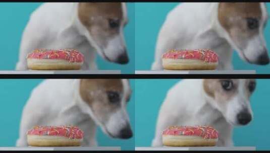 狗想吃桌上的甜甜圈高清在线视频素材下载