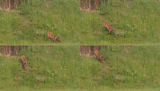 红狐狸从草地上跑过高清在线视频素材下载