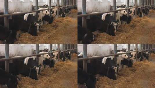农业、农业和畜牧业概念高清在线视频素材下载