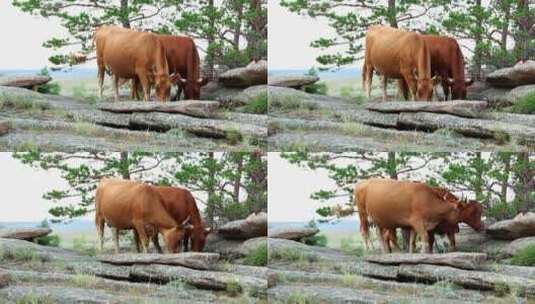 在乡下放牧的棕色奶牛高清在线视频素材下载