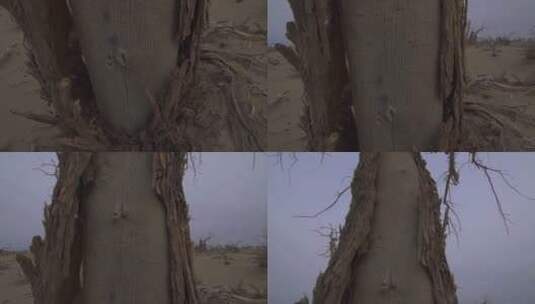 内蒙古沙漠 单棵枯树 从树根摇到树冠 仰拍高清在线视频素材下载