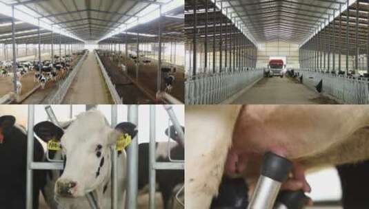 奶牛养殖厂 挤牛奶高清在线视频素材下载