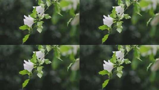 暴雨中的花朵高清在线视频素材下载