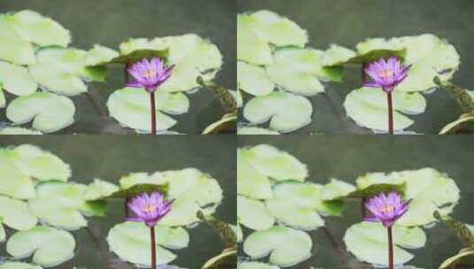 景观池里盛开的莲花高清在线视频素材下载