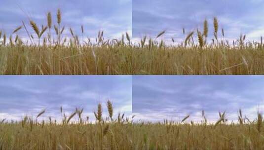 小麦和天空高清在线视频素材下载