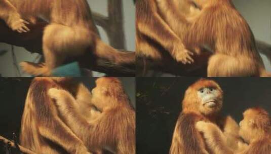 金丝猴狒狒拇指猴动物标本高清在线视频素材下载