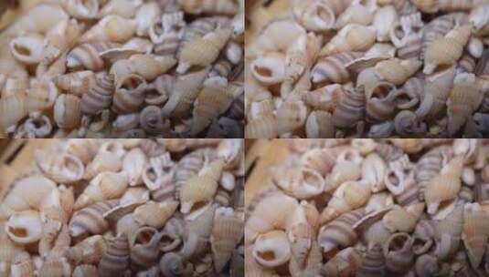 小海螺壳装饰水族贝壳高清在线视频素材下载