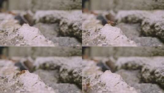 岩石上爬行的蚂蚁高清在线视频素材下载