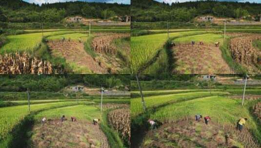乡村农民人工收割水稻稻谷辛勤劳动高清在线视频素材下载