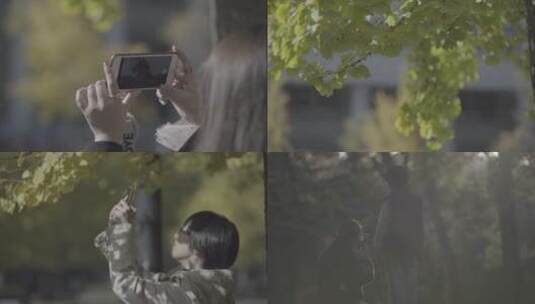清华大学秋季校园 群众用手机拍银杏树 组图高清在线视频素材下载