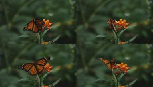 黑脉金斑蝶从花朵上飞走了高清在线视频素材下载