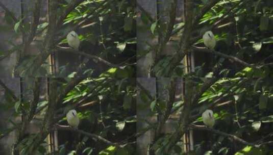 树枝上的黄鸟高清在线视频素材下载