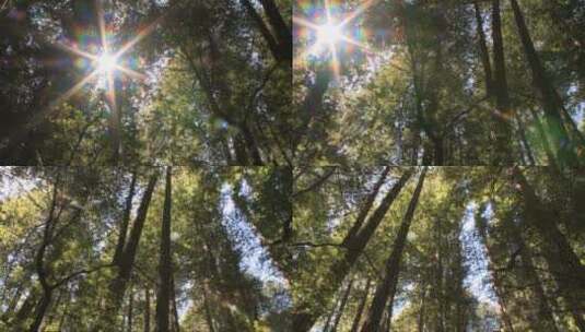 阳光在森林里高清在线视频素材下载