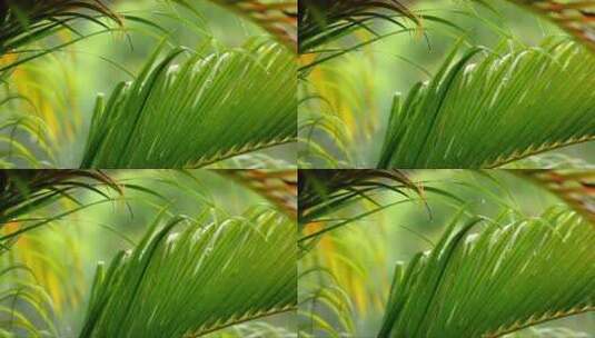 棕榈叶在温柔的雨中高清在线视频素材下载
