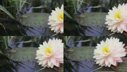 生长在水中的美丽莲花高清在线视频素材下载