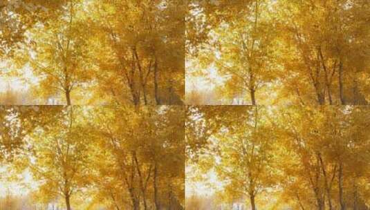 秋季 金色胡杨林 满树金黄 明亮画面高清在线视频素材下载