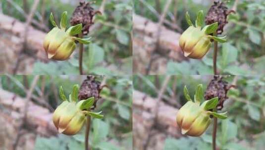 植物花蕾高清在线视频素材下载