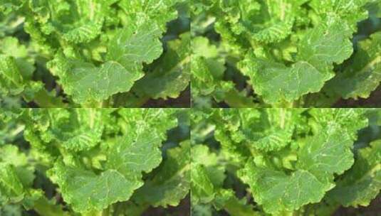 4K阳光下雨滴落在成熟丰收的蔬菜叶片上高清在线视频素材下载