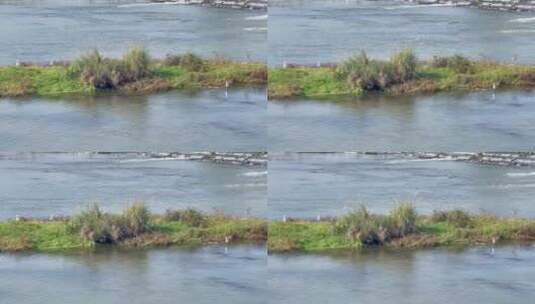 湖中河流草滩站立的白鹭高清在线视频素材下载