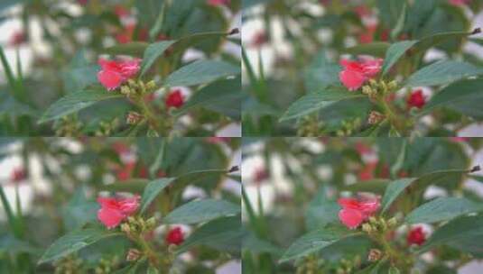 慢镜头花丛红花沐浴在阳光和细雨中高清在线视频素材下载