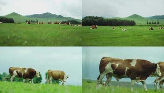 草原上的牛群4高清在线视频素材下载