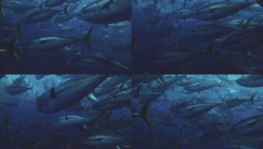 金枪鱼群在深海游泳高清在线视频素材下载