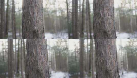 清晨林间的树干高清在线视频素材下载