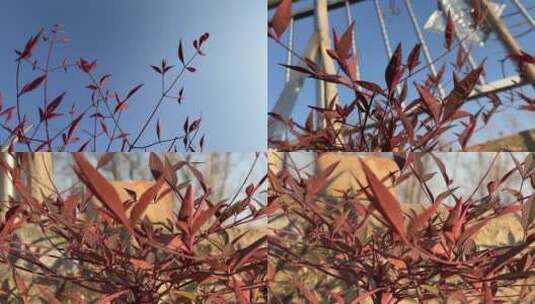 秋天红色的枫叶合集视频高清在线视频素材下载
